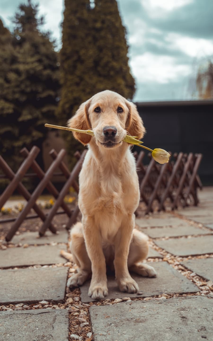 Bruno — Golden Retriever, 3 Jahre