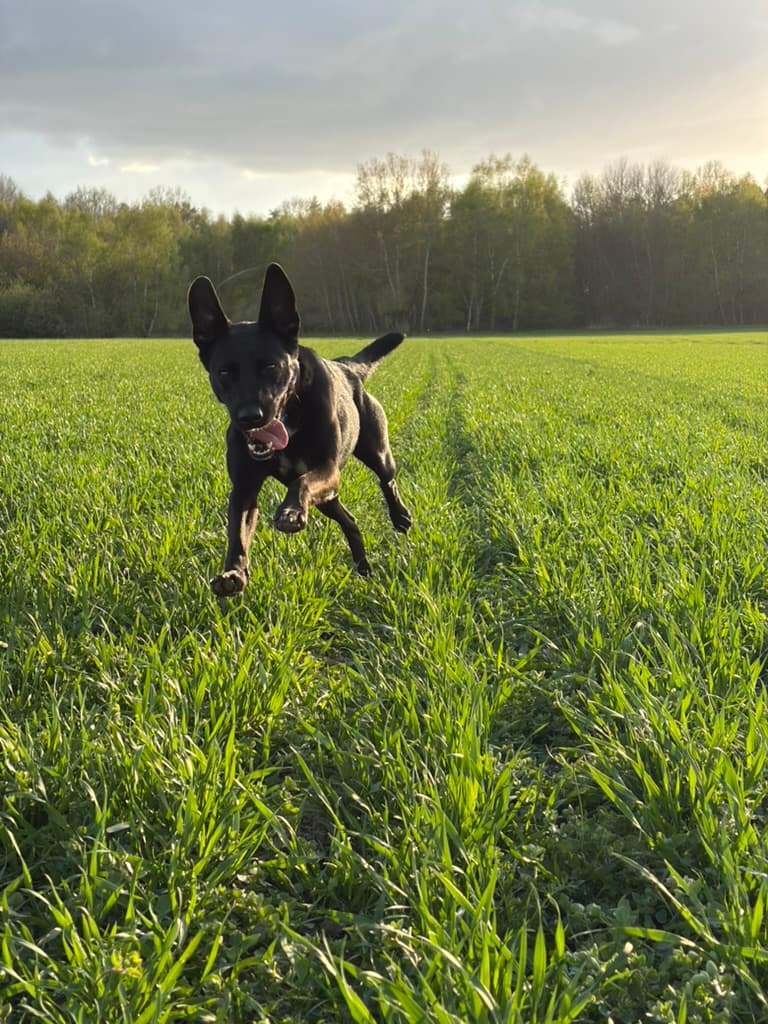 Lächelnder Hund mit QR- und NFC-Hundemarke am Halsband